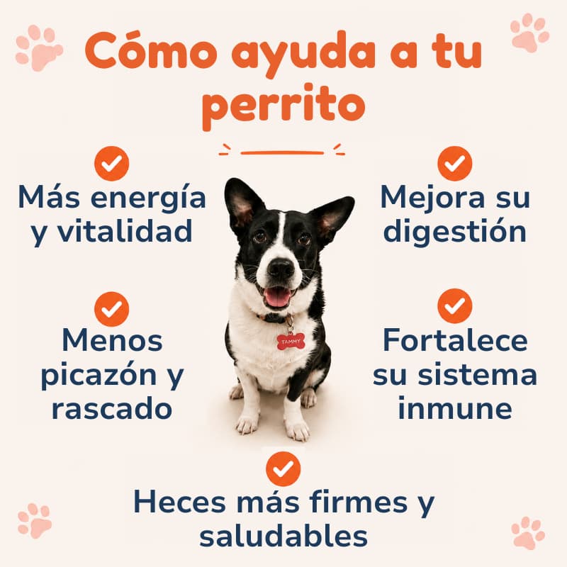 InmunoDog